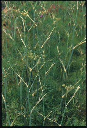 Picture of Fennel Common